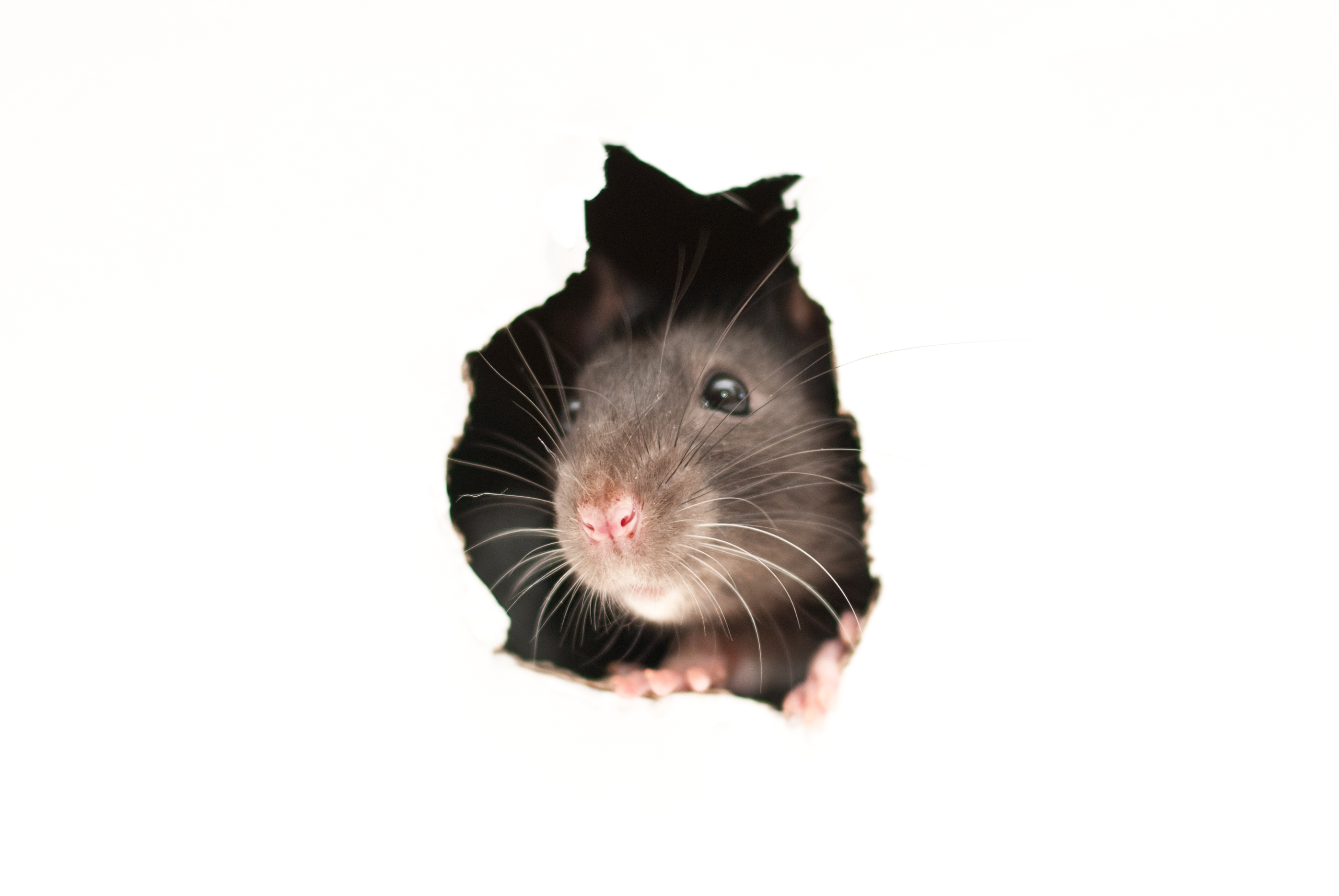 rodent proof your home AAI Pest Control Pest Control Company