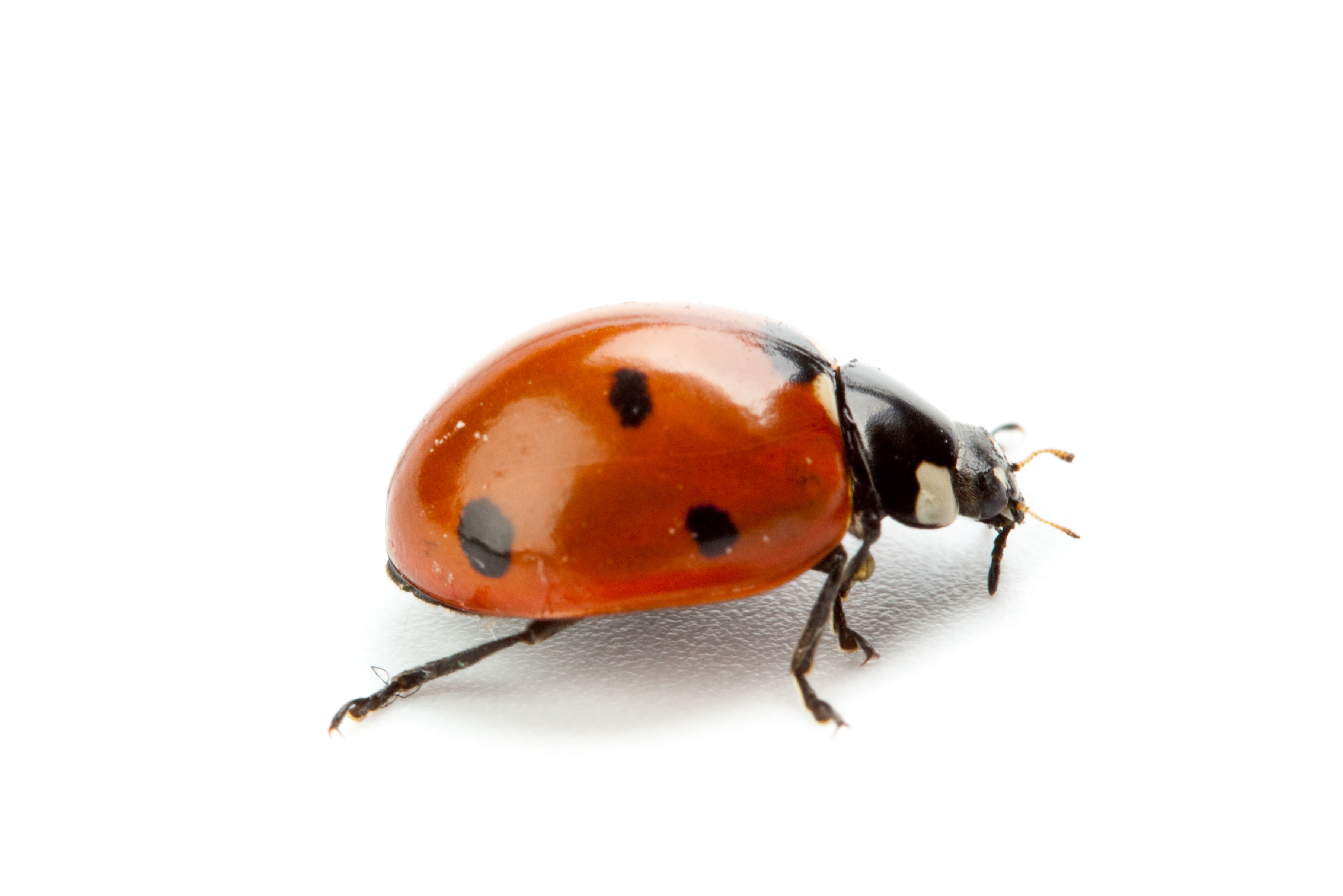 Are Ladybugs Poisonous AAI Pest Control Stockton Ca 