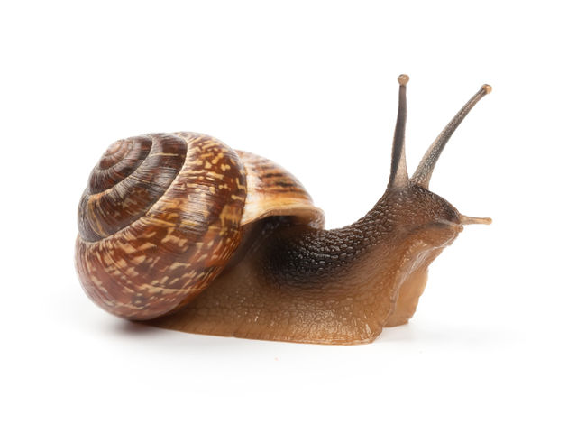 Snail problem in my garden