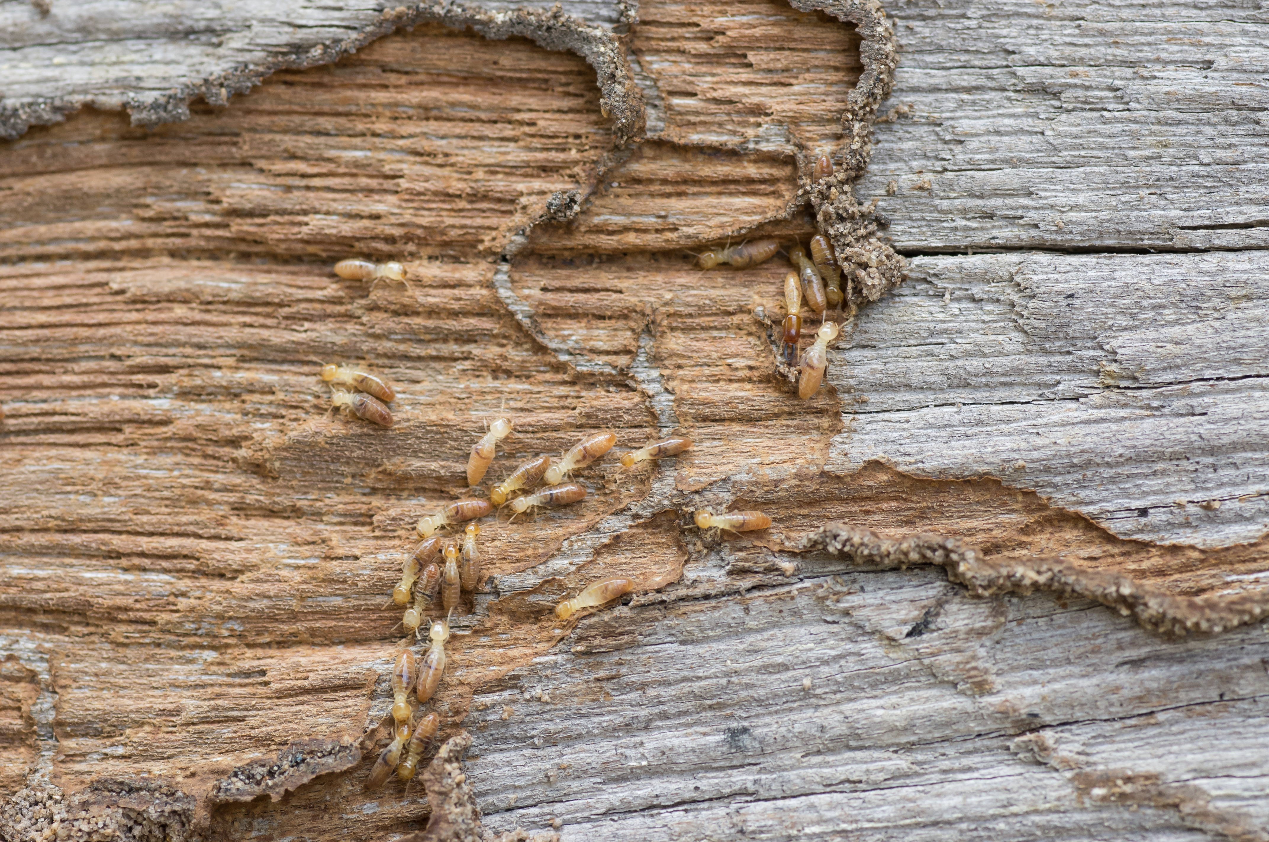 Termite damage Northern California