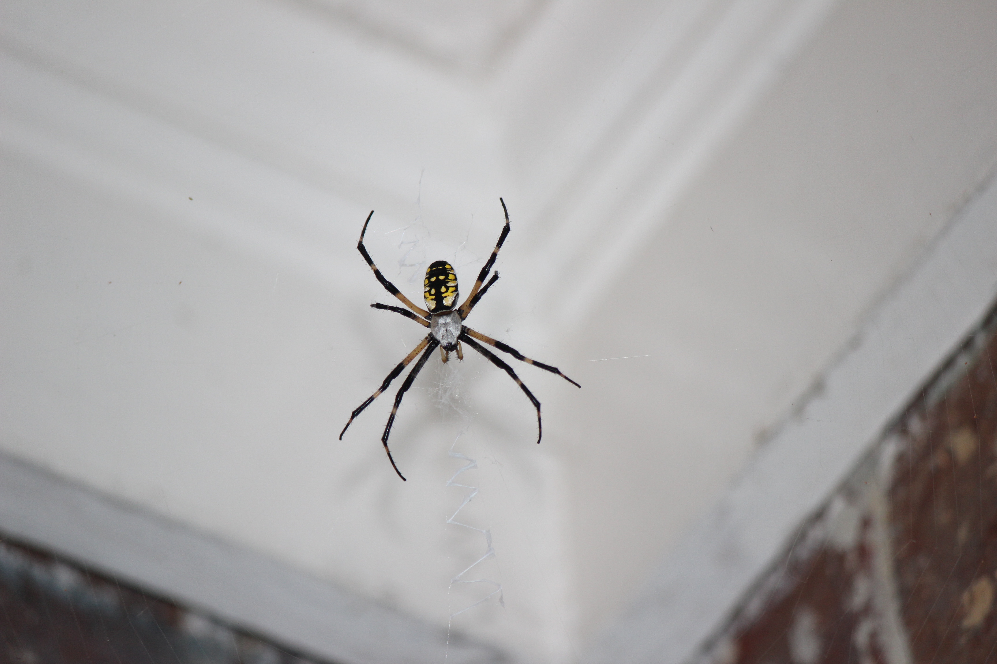 common northern California spiders