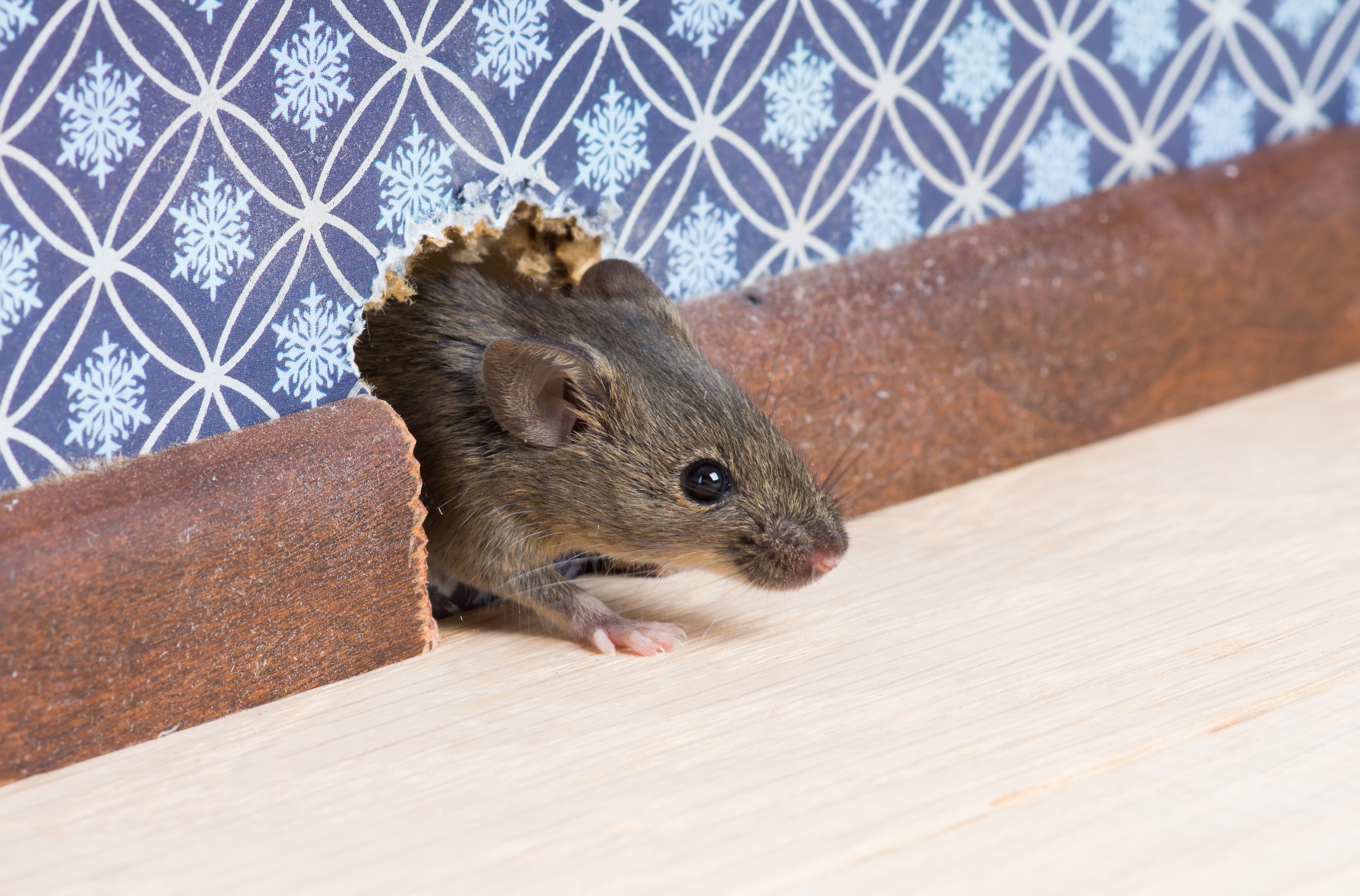 how to prevent mice infestation