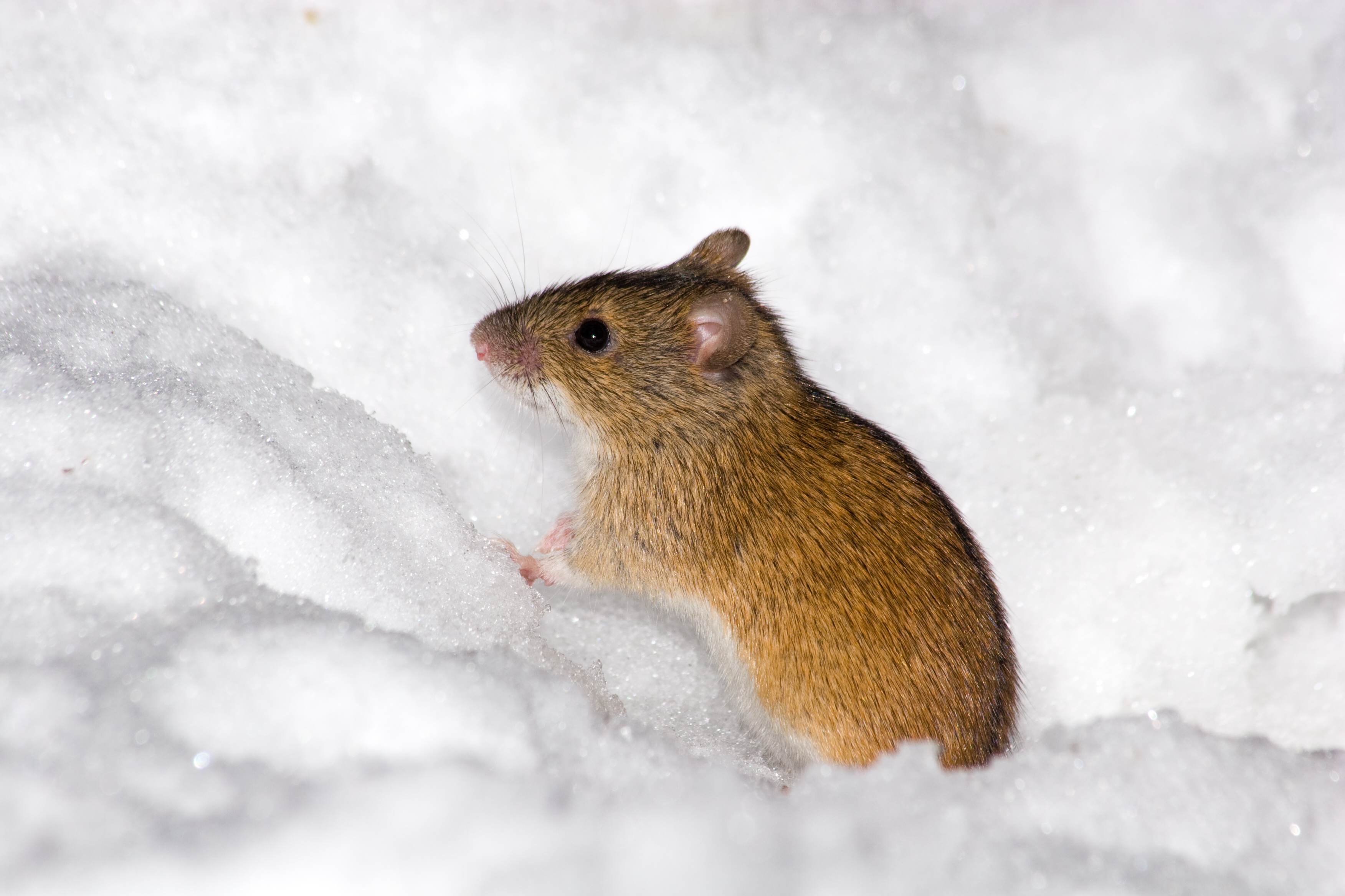 mouse in snow