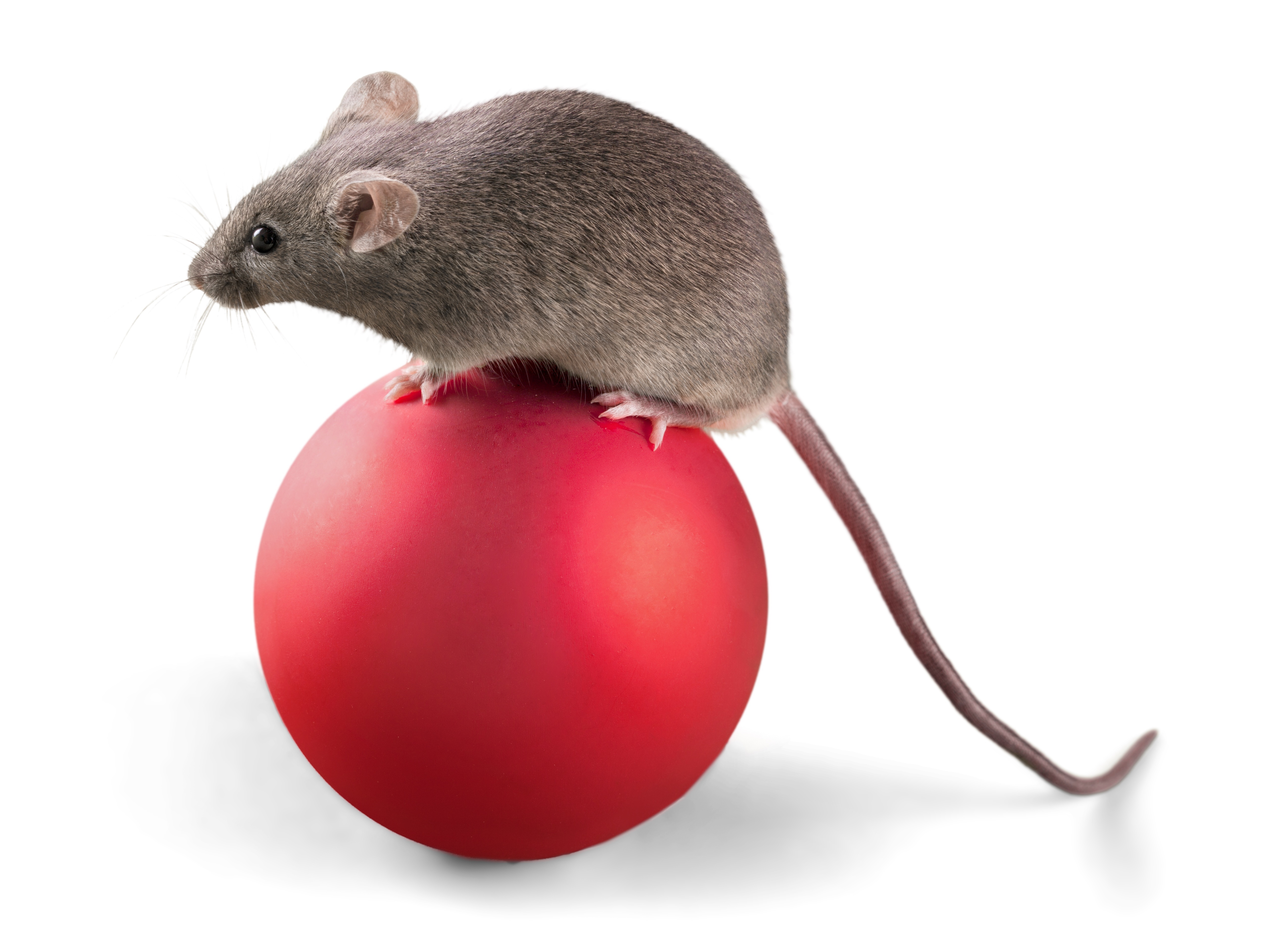 Mouse on a Christmas ornament