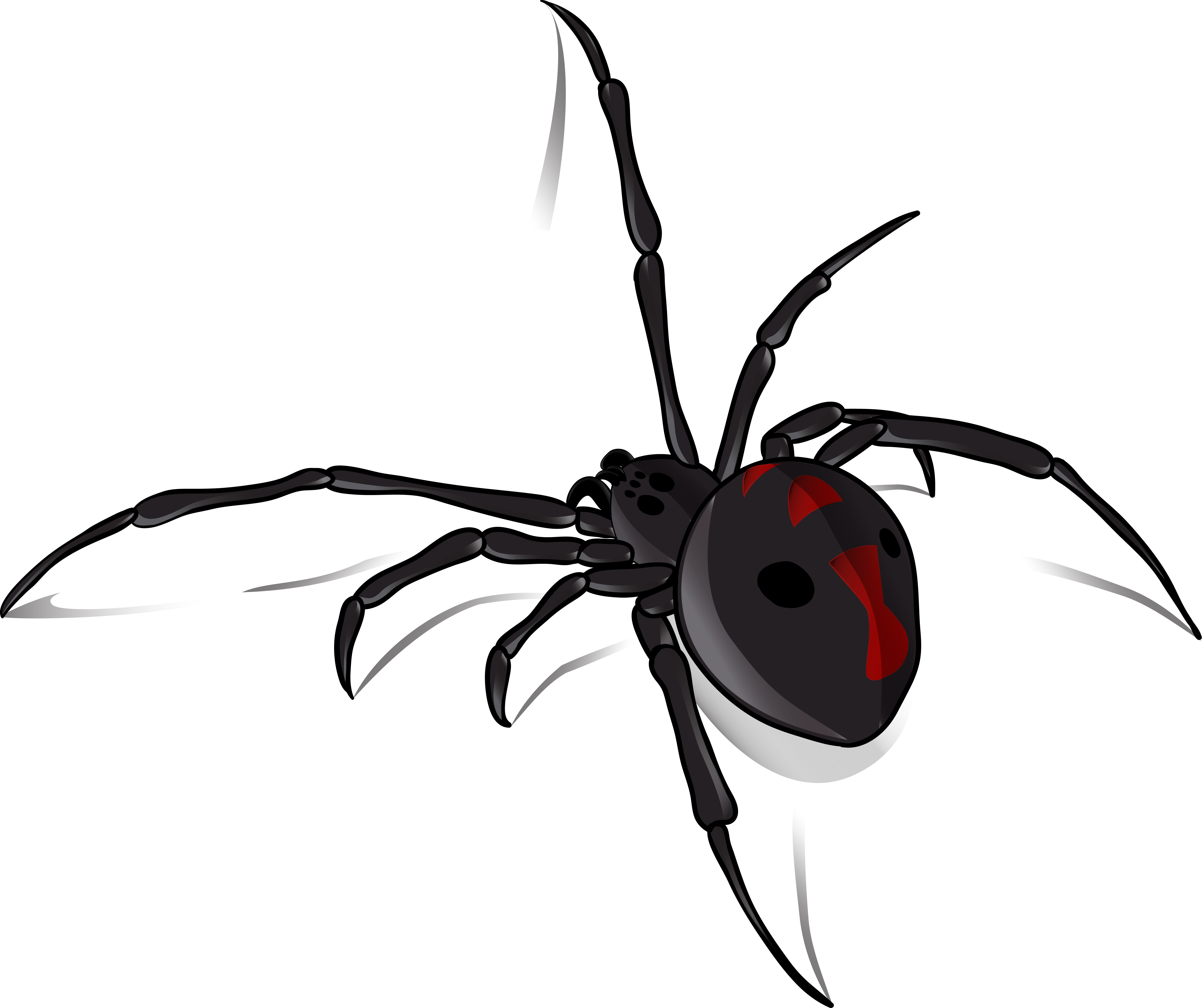 How to identify black widow spiders and avoid being bitten