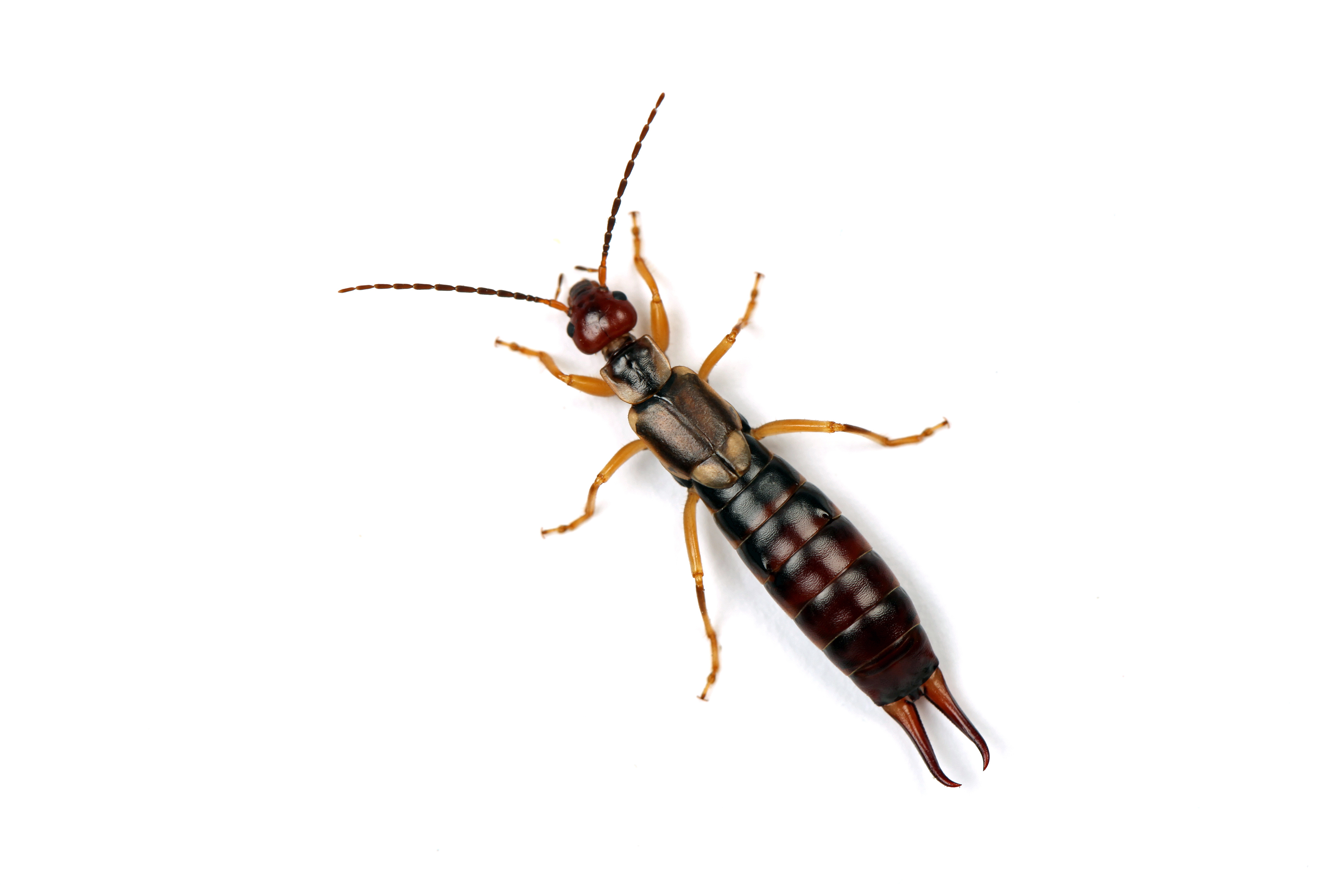 Earwig Problem