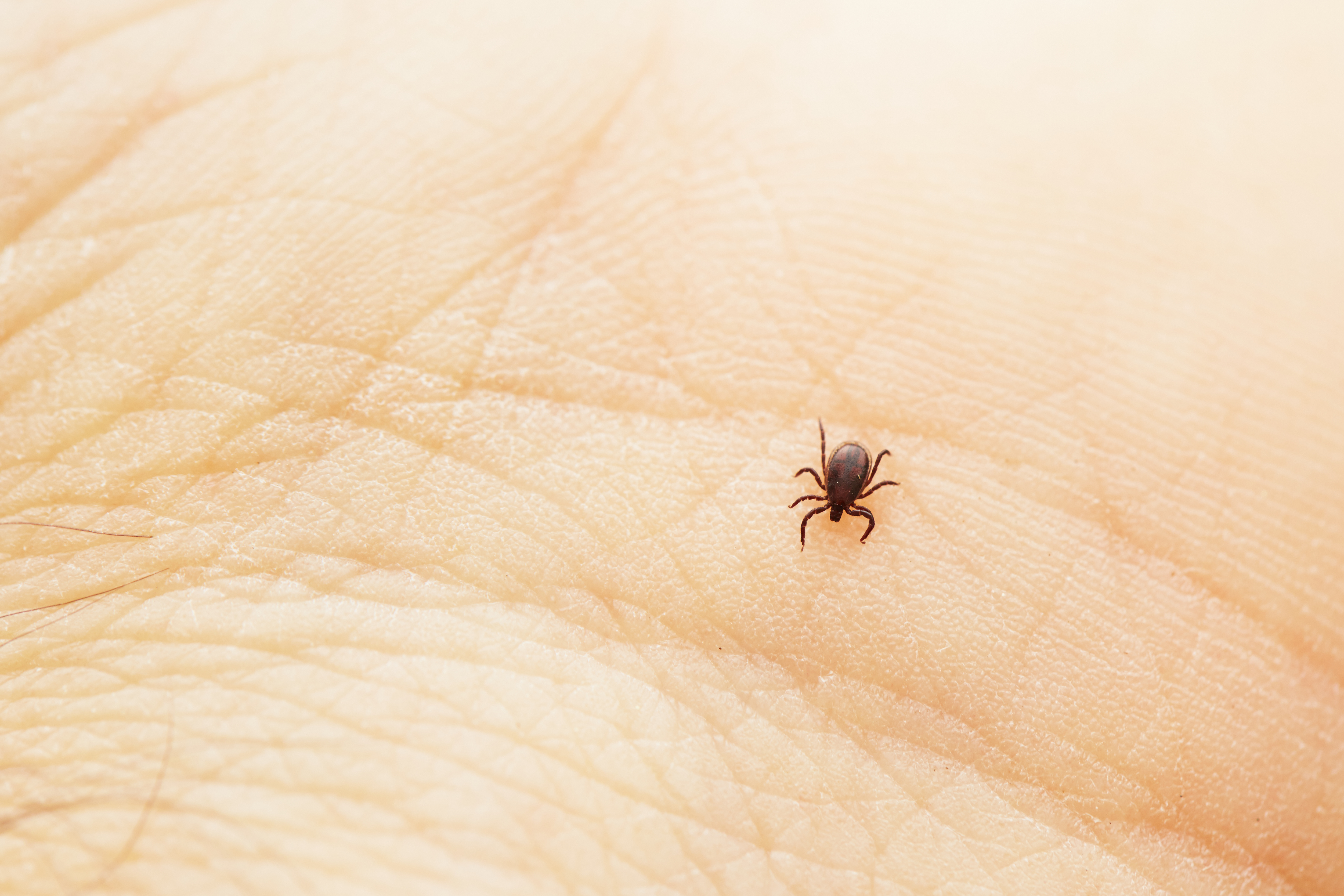 ticks in california