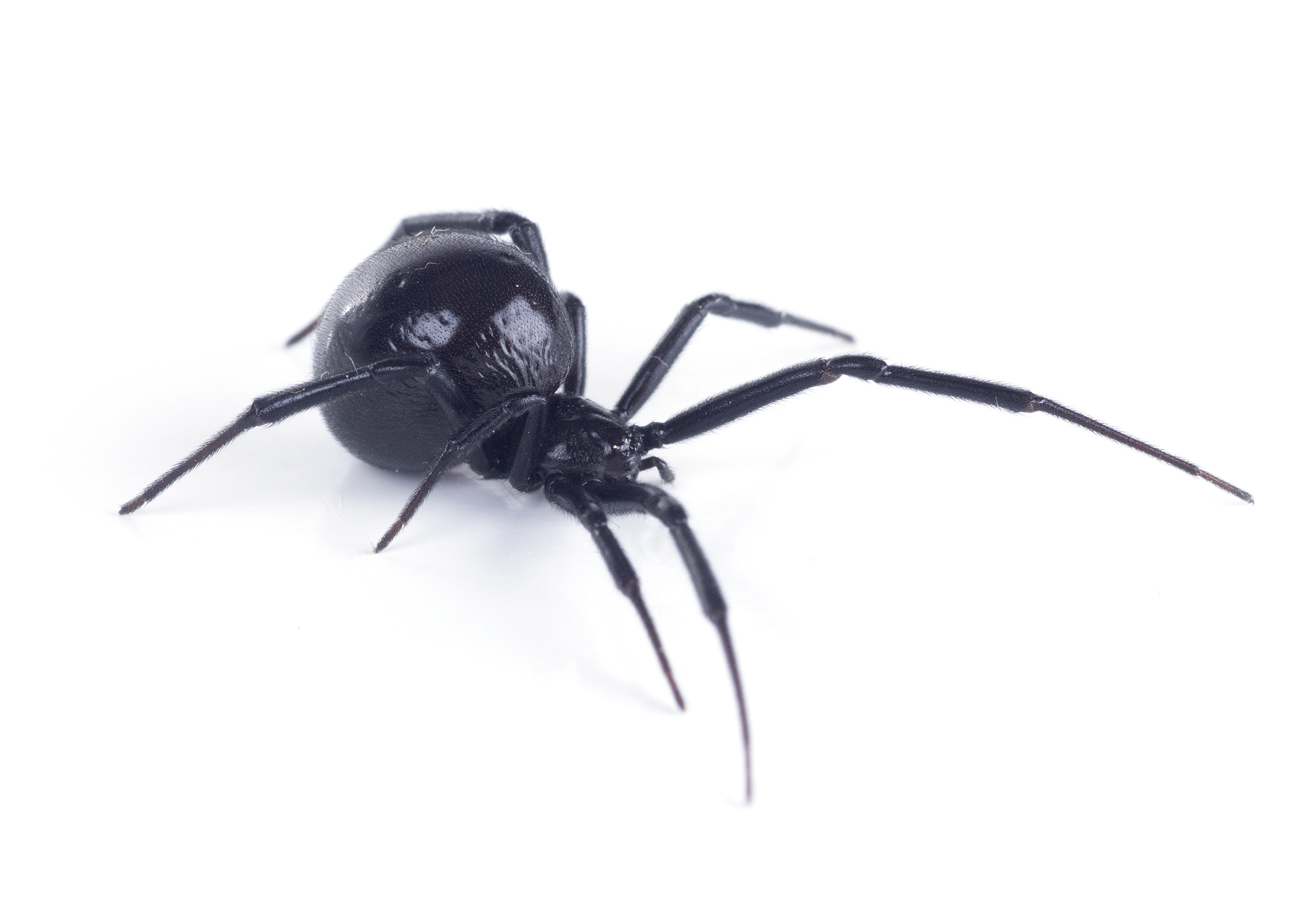 Black Widow Spiders: Facts & Extermination Information