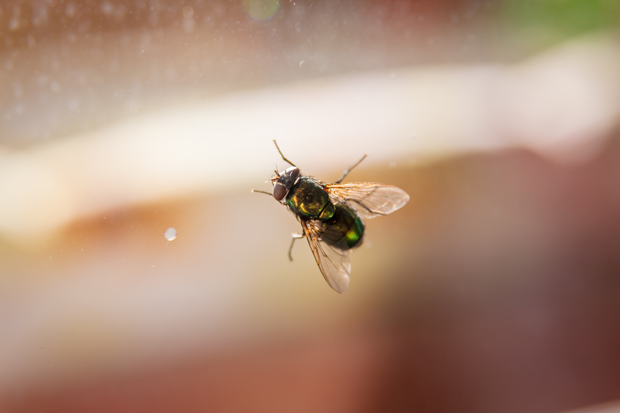 Housefly Problem