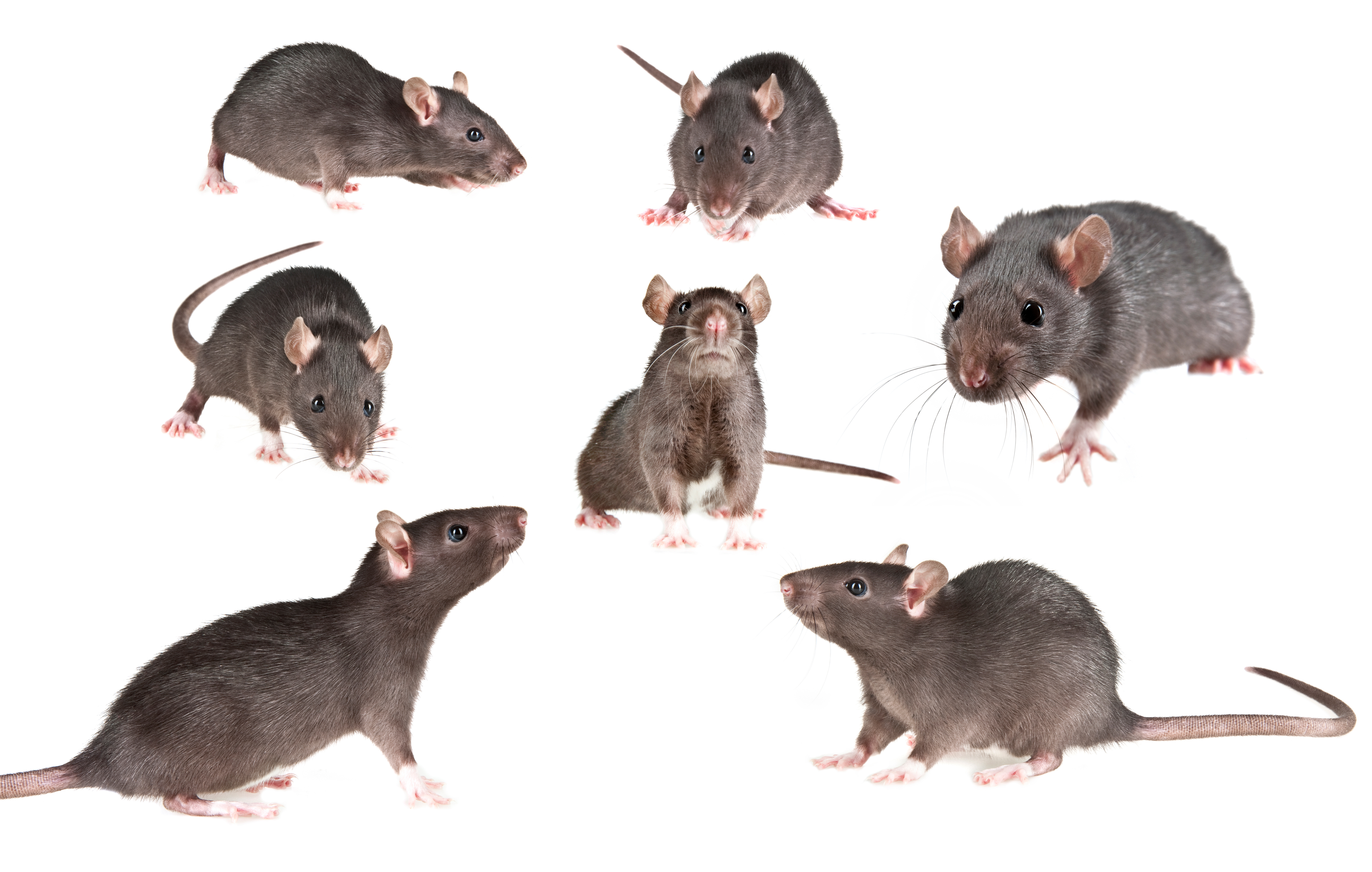 signs of a rat infestation aai pest control stockton ca