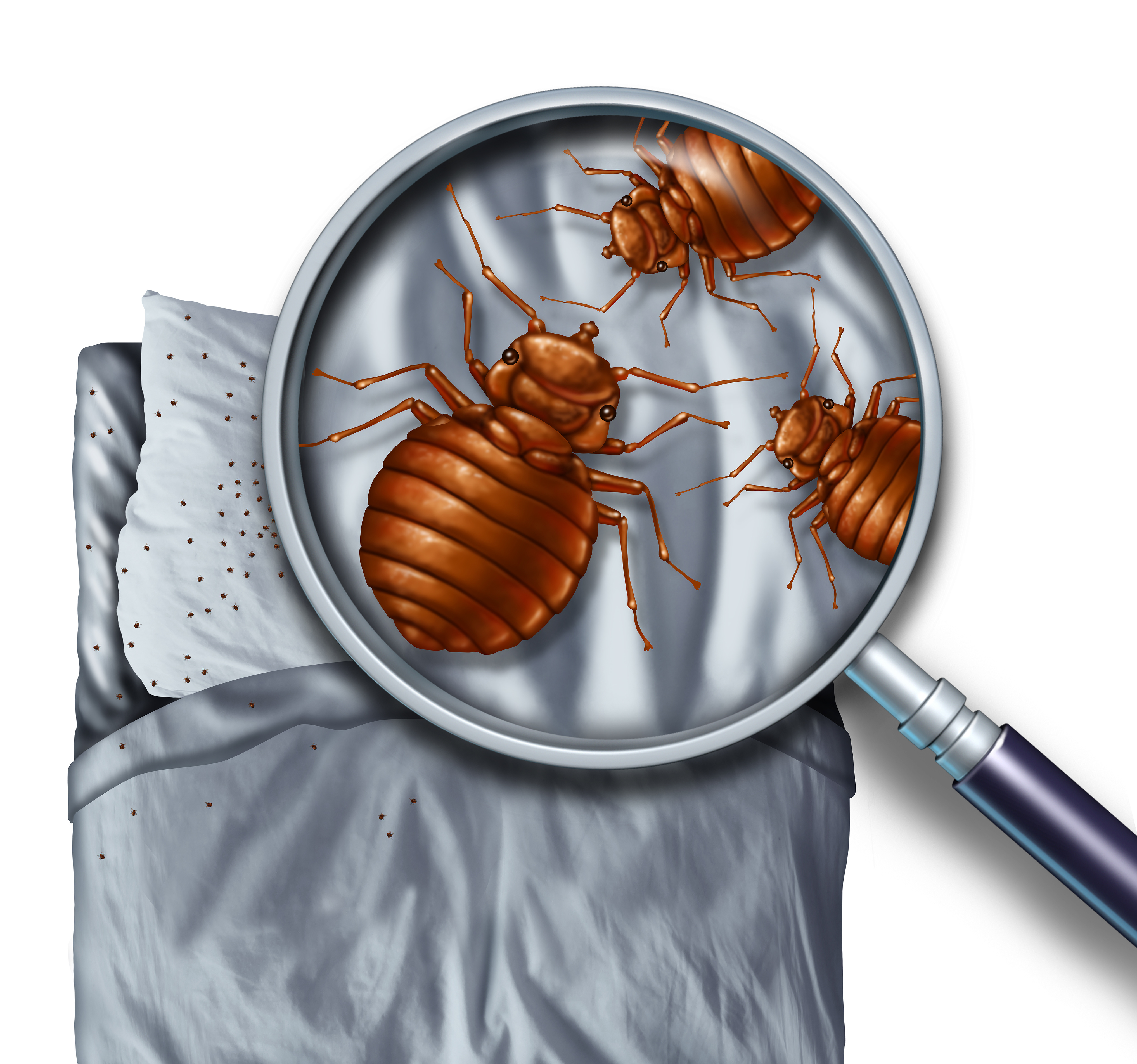 Bed Bug Service