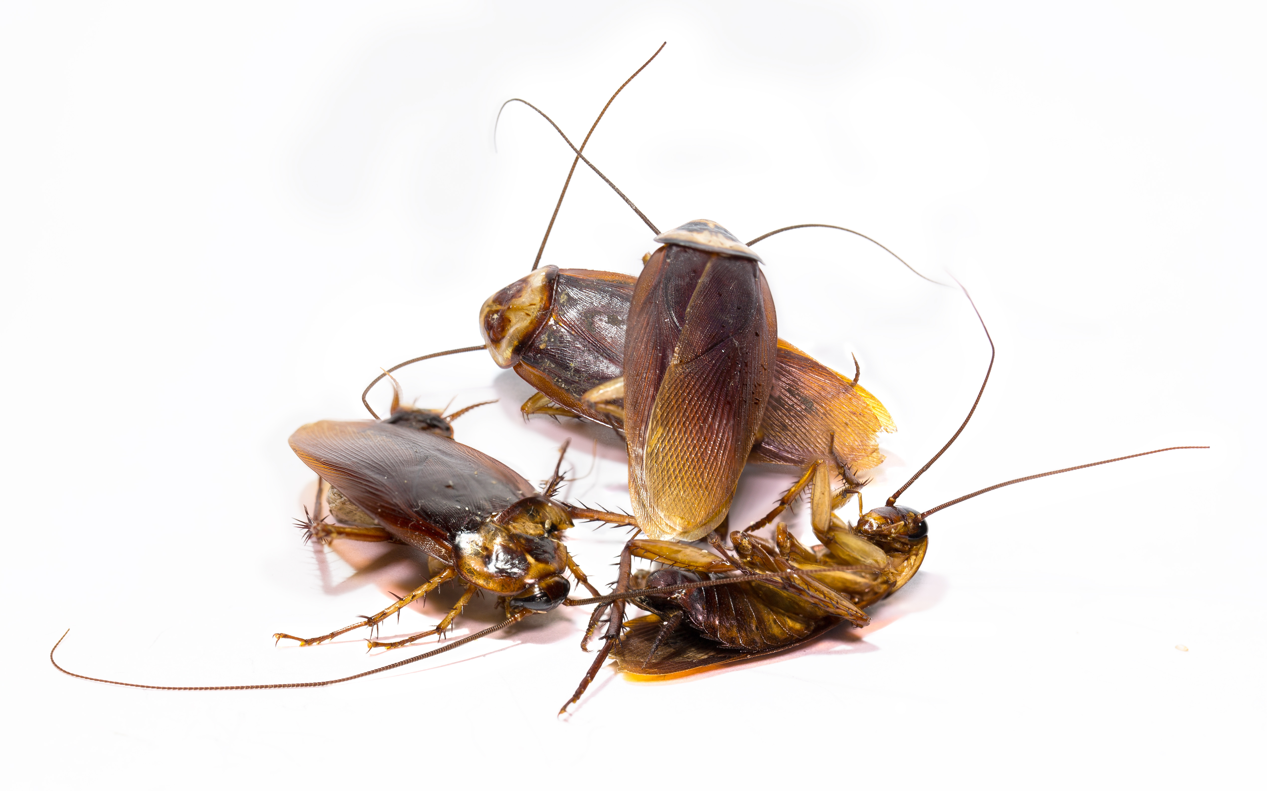 Cockroach Breeding Habits
