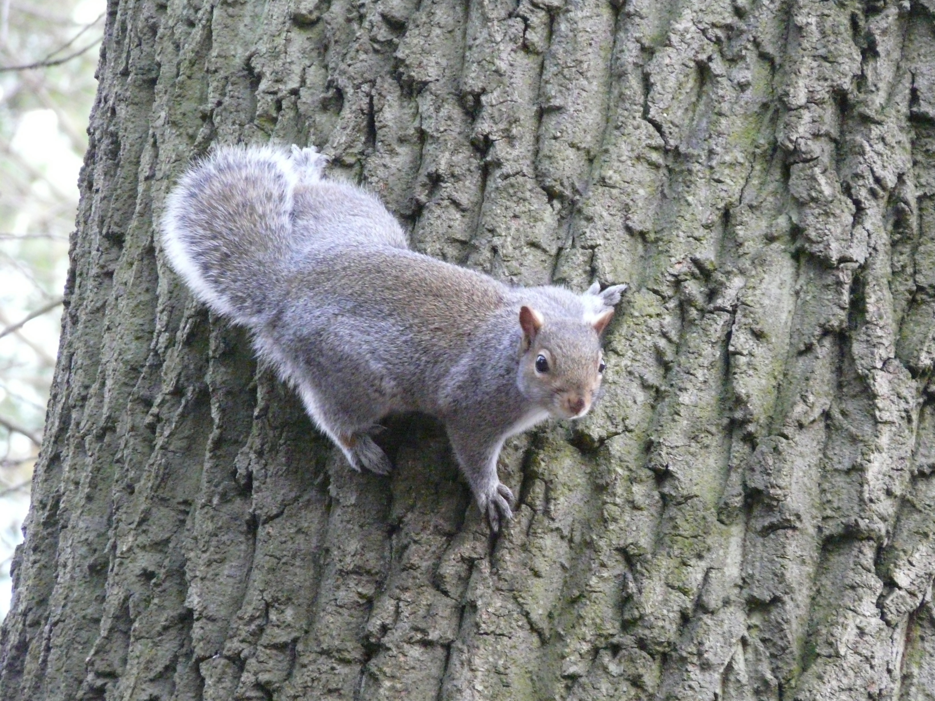 Ground Squirrels