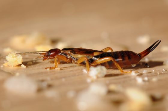 How to Keep Earwigs Out