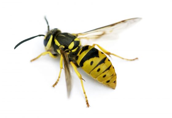 Yellow Jacket