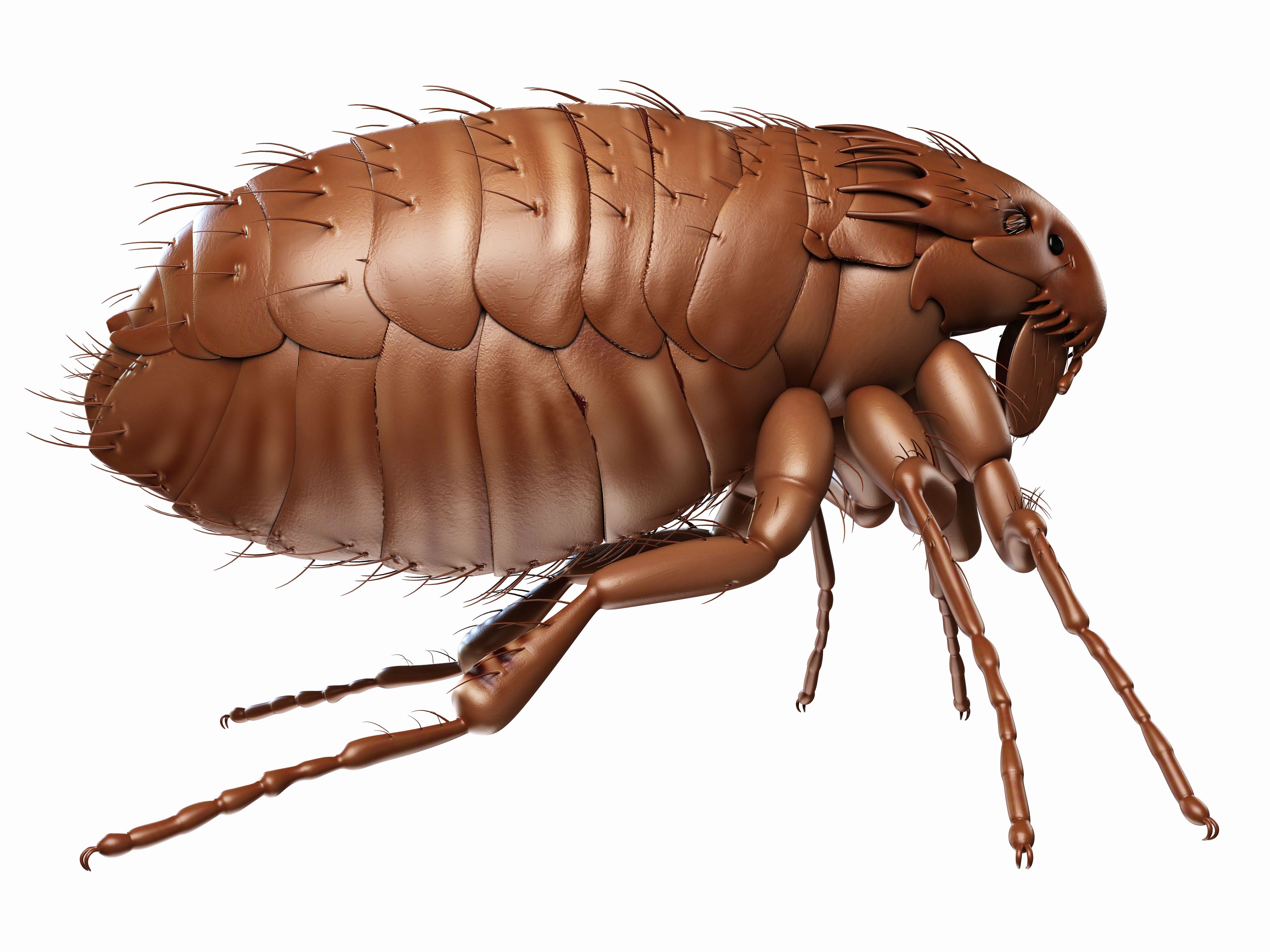 Flea infestation discount