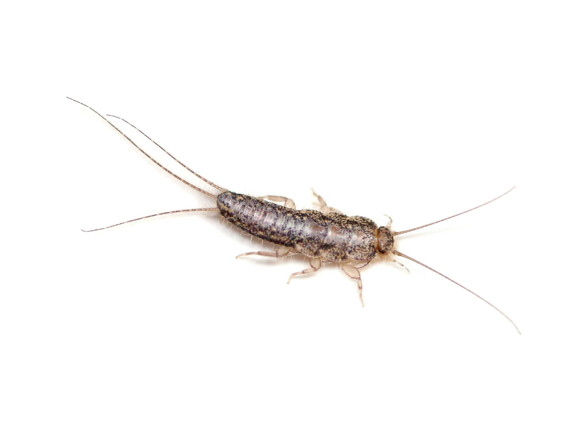 Identify Silverfish