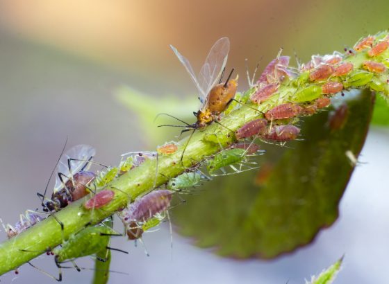 Aphid Control