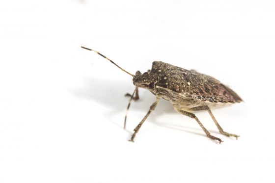 stink bugs