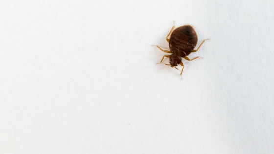 Bed Bugs Debunked