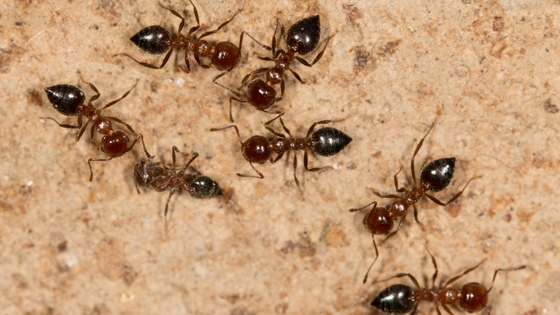 Carpenter ants