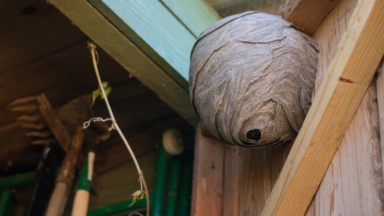 Wasp nest