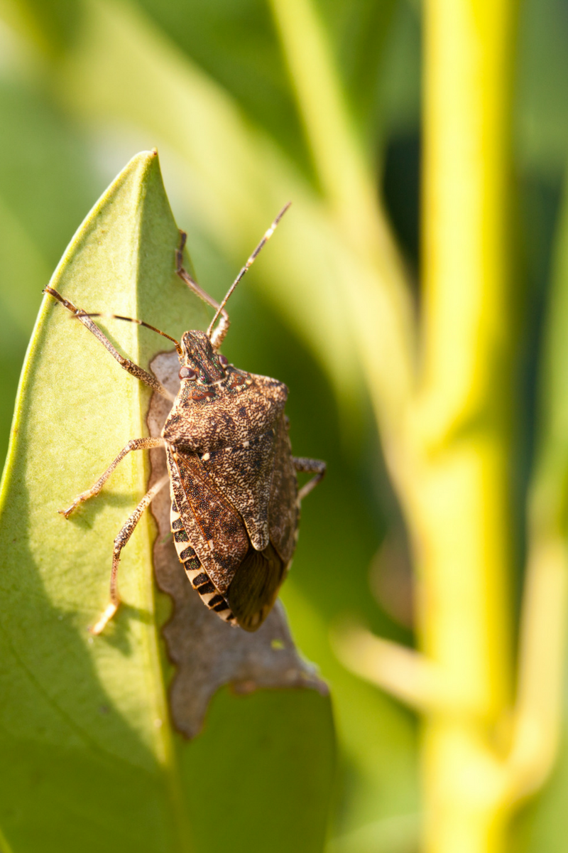 stink Bugs