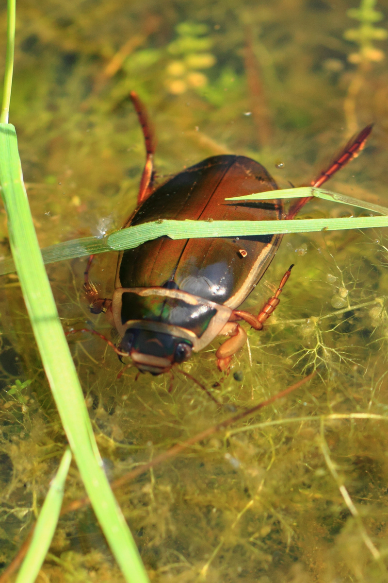 water beetles