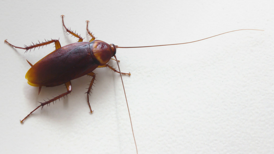Common California Cockroaches
