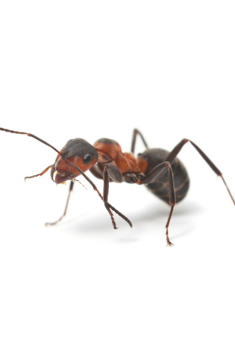Preventing ants in kitchen
