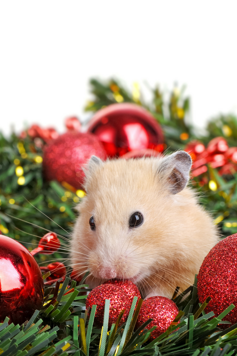 holiday pest control and prevention