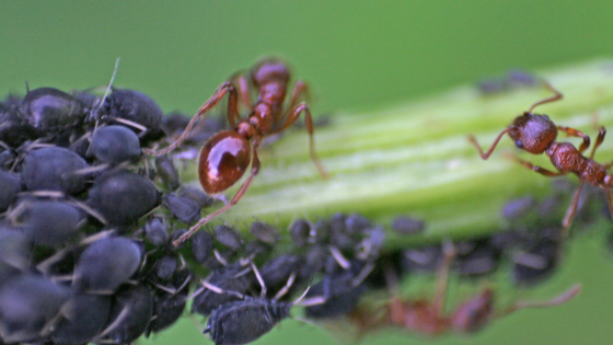 ant colonies in my yard