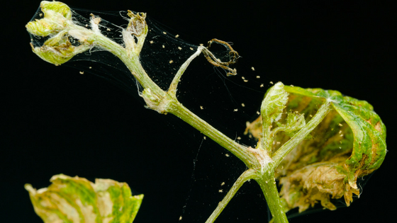 spider mites