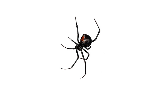 Black Widow Vs Brown Recluse