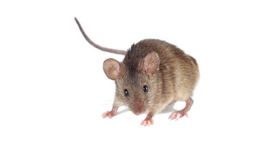 Signs that you have mice in your house-59268