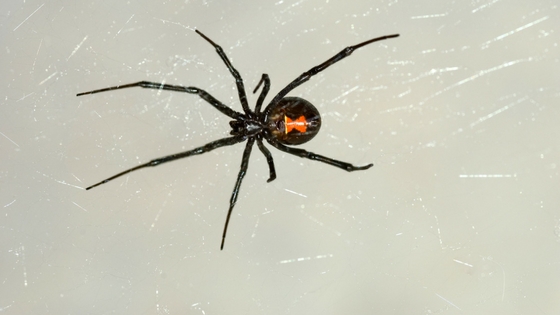 black widow spider bites-22505