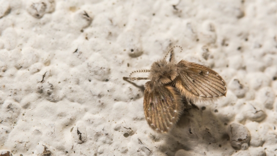 How to Control a Pantry Moth Infestation