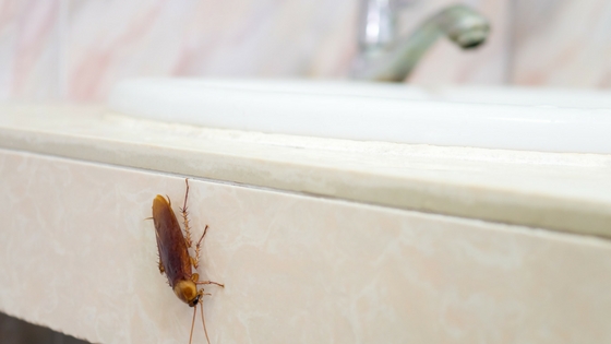 Get Rid Of Bathroom Bugs Aai Pest Control, Bugs Coming Out Of Bathtub Drain