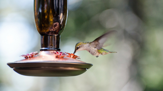 Protecting Your Bird Feeder From Rodents