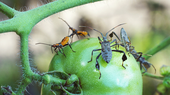 Stink Bug Problem in Stockton