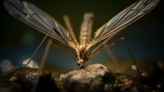 Mosquito control in Stockton