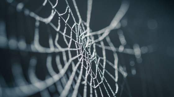 Spider Webs vs. Cobwebs: Differences and Similarities