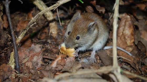 Do Mice Eat Roaches?