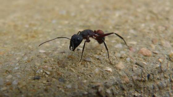Why You May Have a Sudden Influx of Ants in Your Home