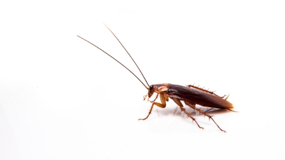 AAI Pest Control - American Cockroach