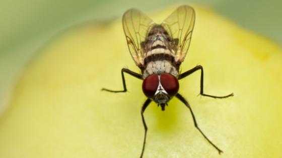 How to get rid of gnats and fruit flies