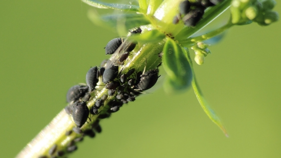 What are aphids? - AAI pest control