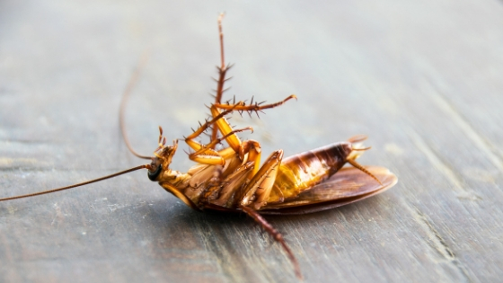 Pictures Of Roaches In House Roach Cockroach Insect 