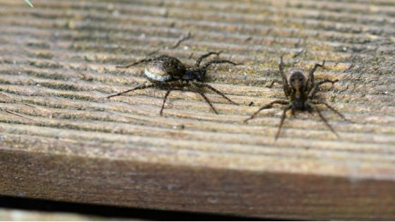 spider control for homeowners