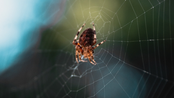 spider-fact-check-spider-myths AAI Pest control company